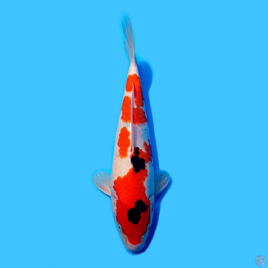 showa tategoi 32cm bahan keep.