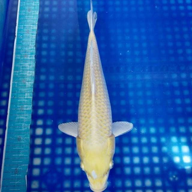 Yamabuki ogon 32cm