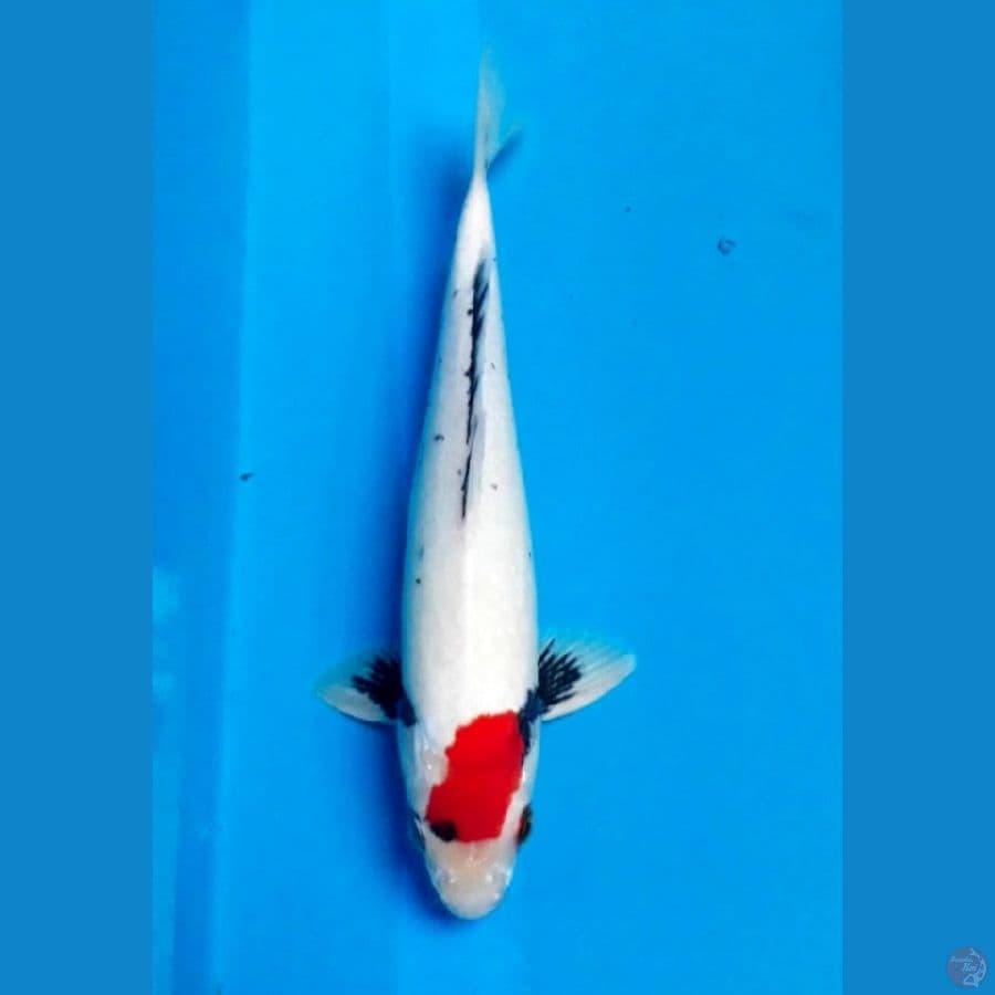 Kawabake 32 cm