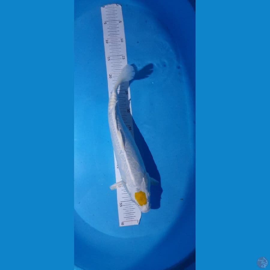 tanco hariwake