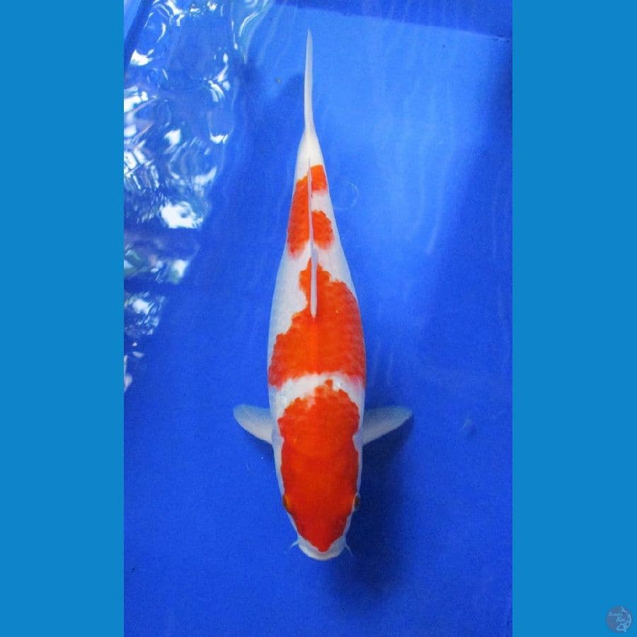 kohaku ±41cm