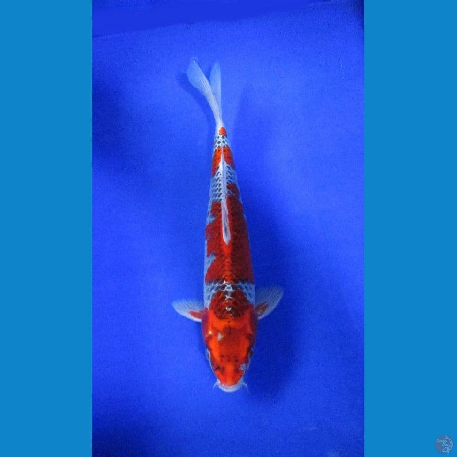 goshiki ±37cm
