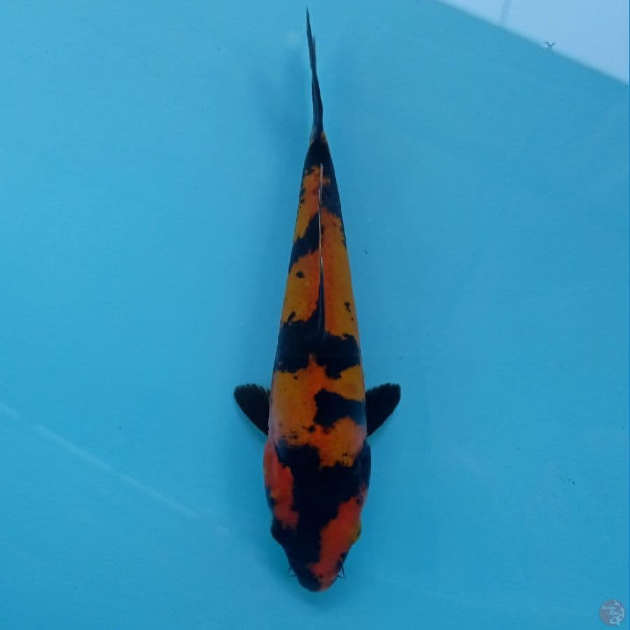 hi utsuri doitsu, 17 cm