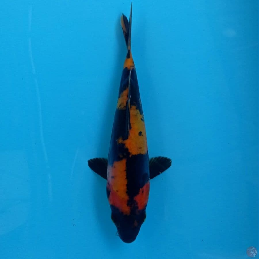 hi utsuri doitsu, 19 cm