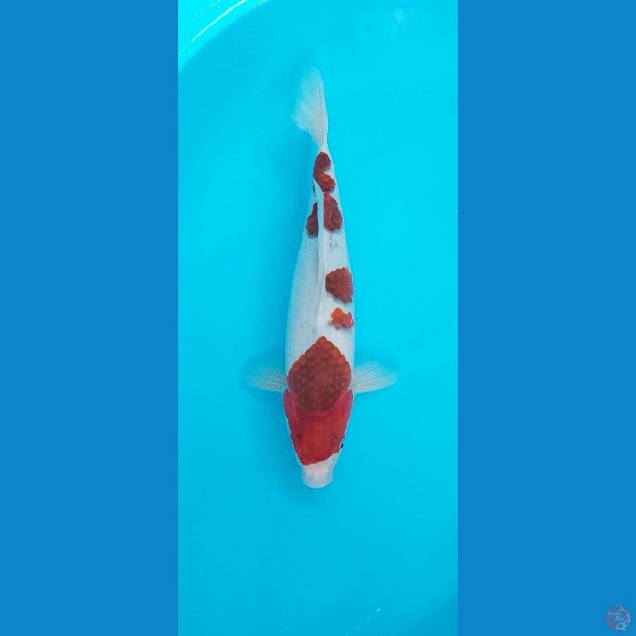 Goromo