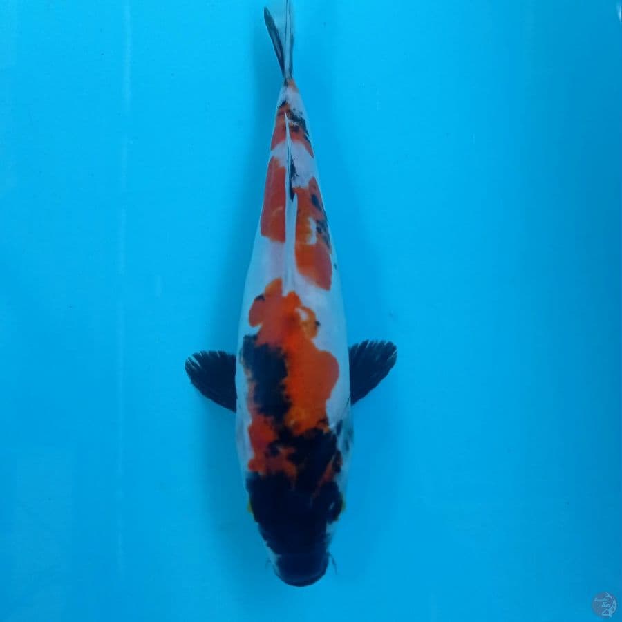 showa doitsu, 21 cm
