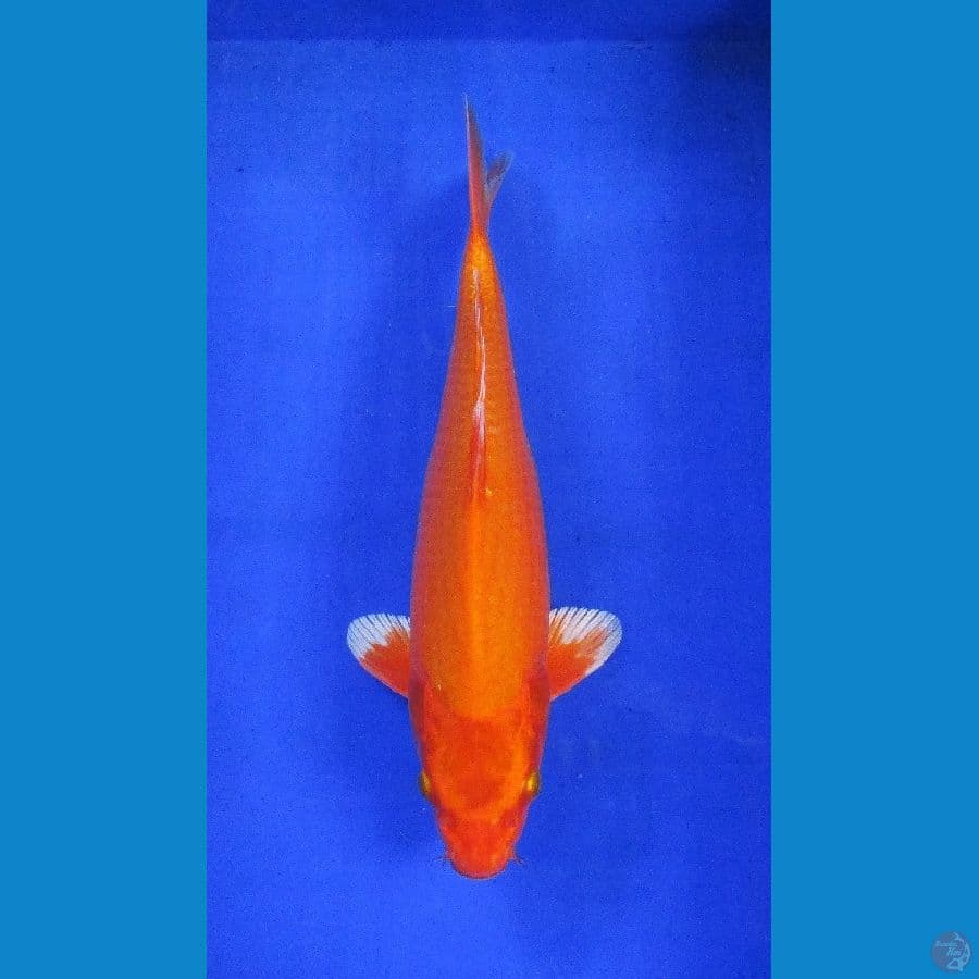Ogon ±34cm