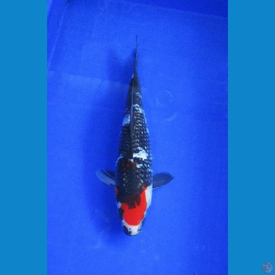 tancho showa ginrin ±32cm