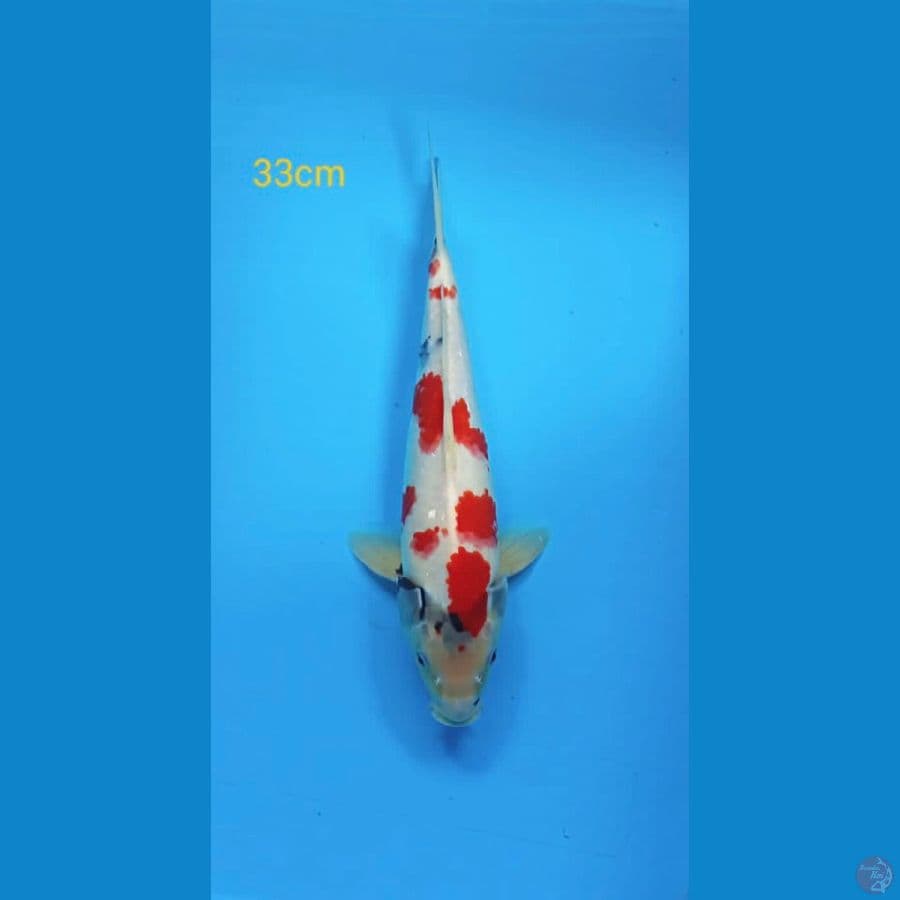 showa tategoi 33cm