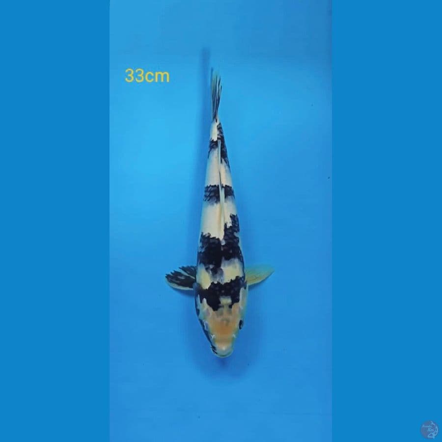 shiro utsuri 33cm