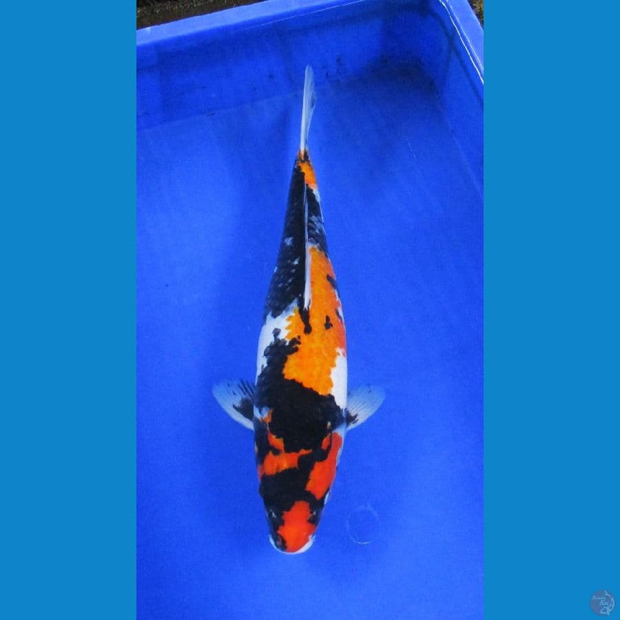 showa ±40cm