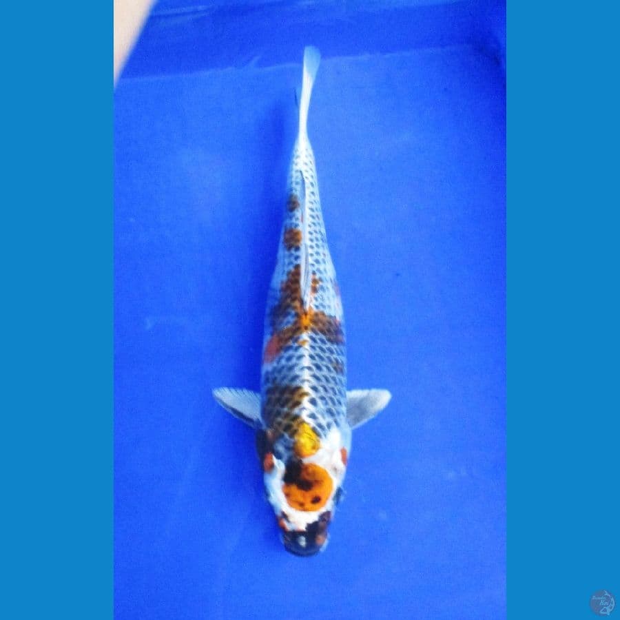 kinshowa ±40cm