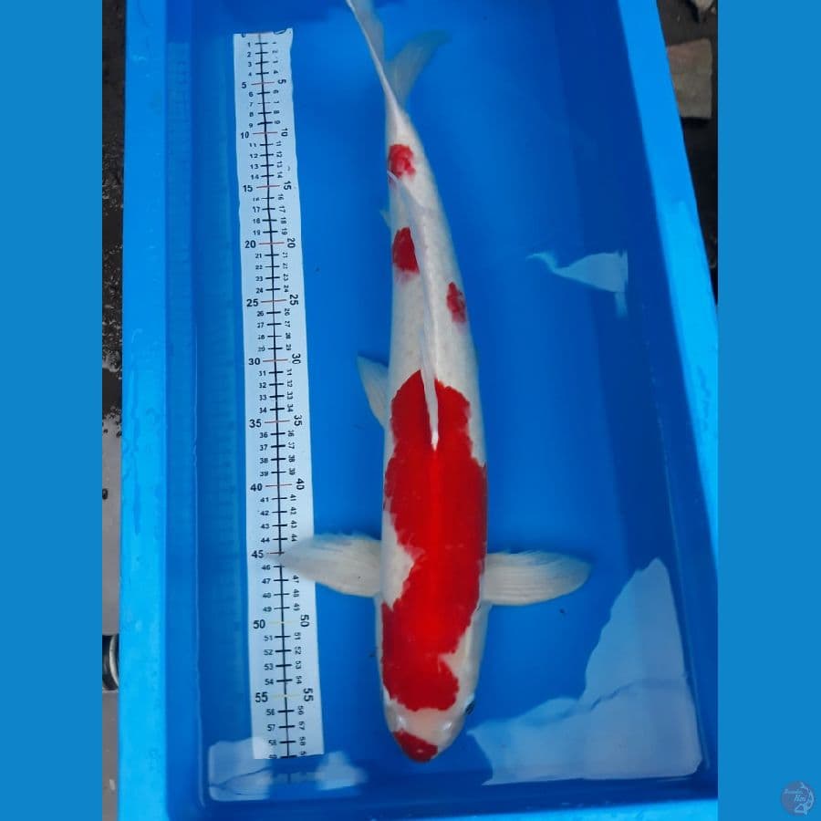 kohaku m 60