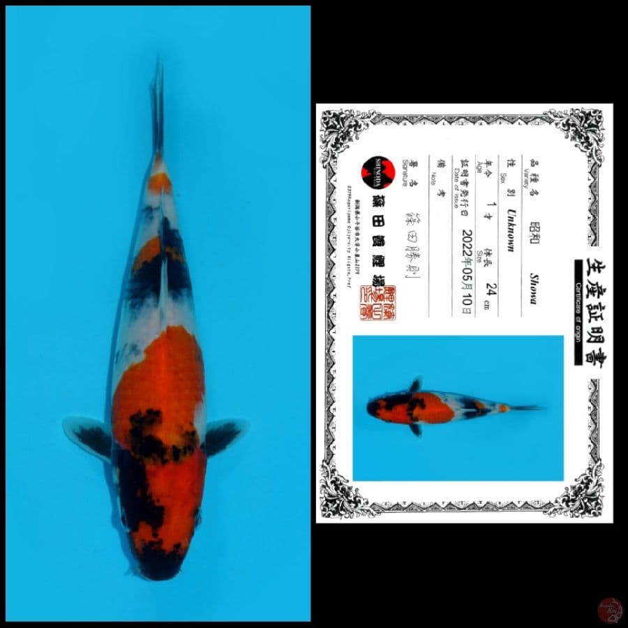 1 ~ SHOWA SHINODA, 24CM