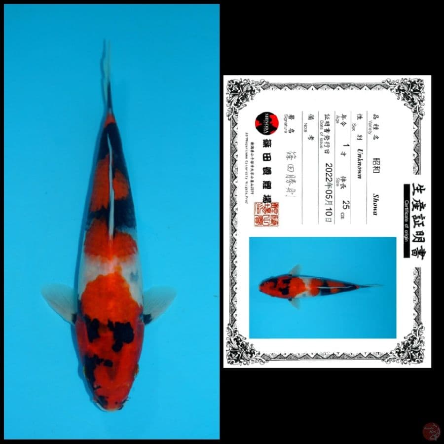 2 ~ SHOWA SHINODA, 25CM
