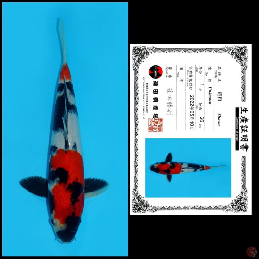 4 ~ SHOWA SHINODA, 26CM