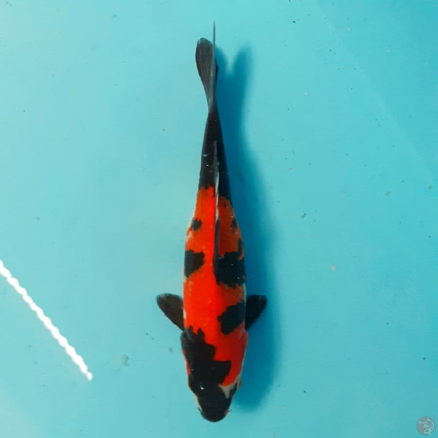 *SHOWA//FM/20 CM*