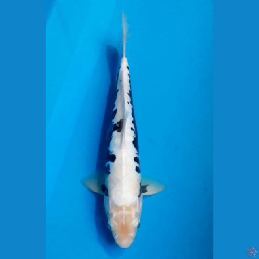 Kumon 33 cm Male