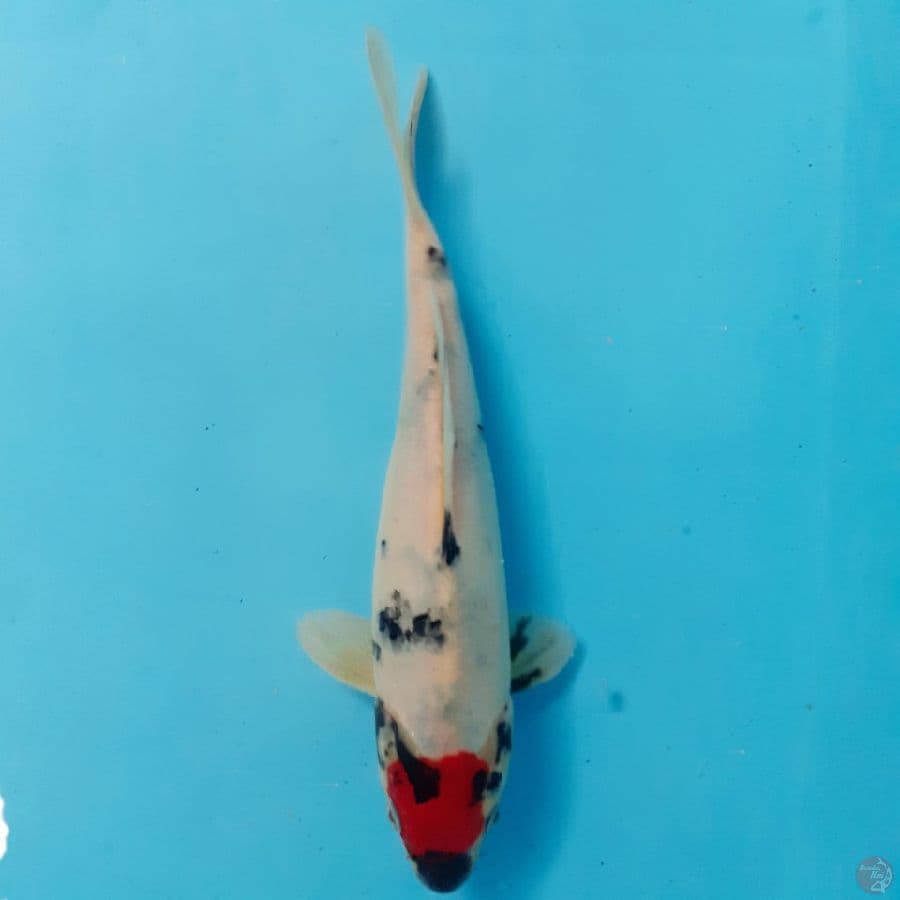 *TANCHO SHOWA/ML/22 CM*