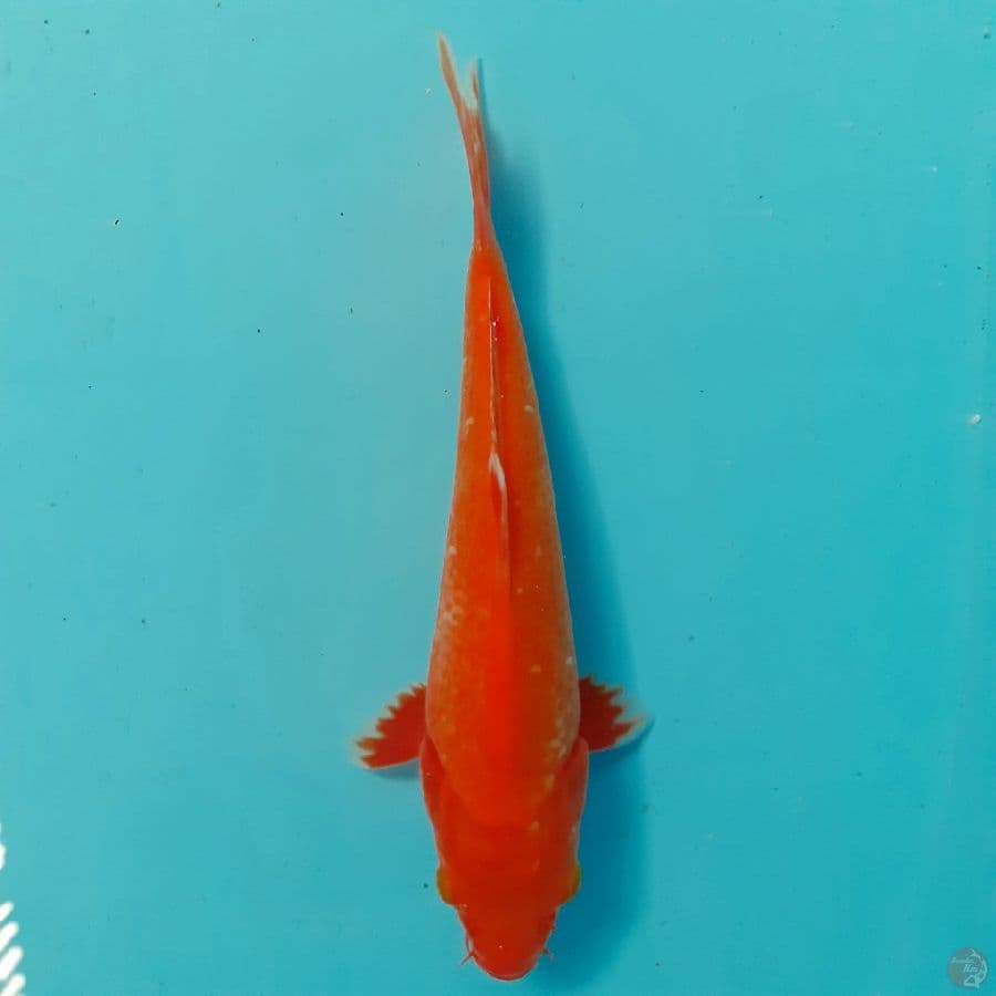 *AKAHAJIRO//ML/23 CM*
