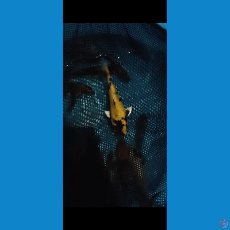 DOIT Kin Ki Utsuri 15cm