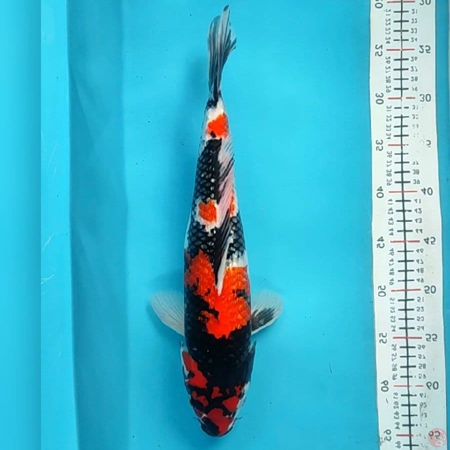 showa gindrin 40cm/f