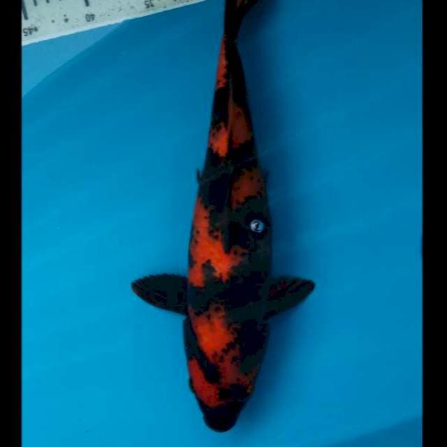 Strong Hiu (F) 37cm