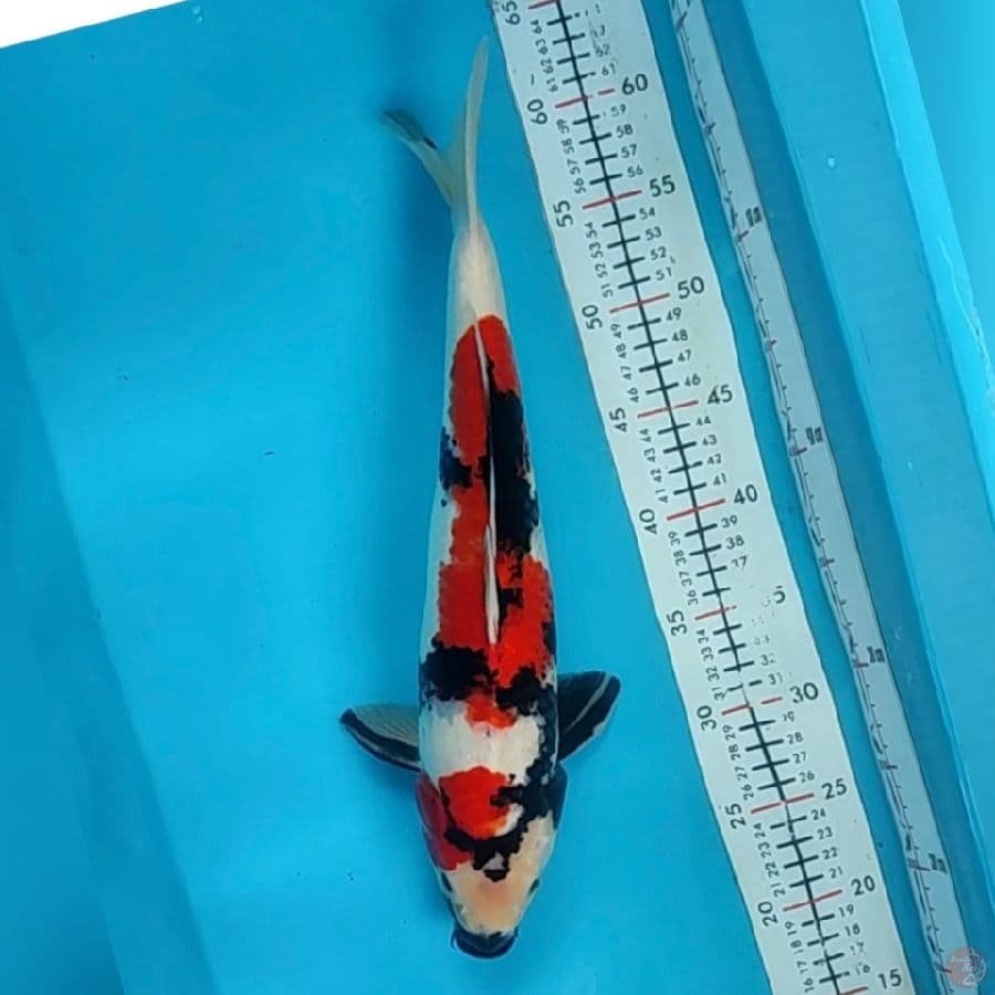 showa 40cm/m