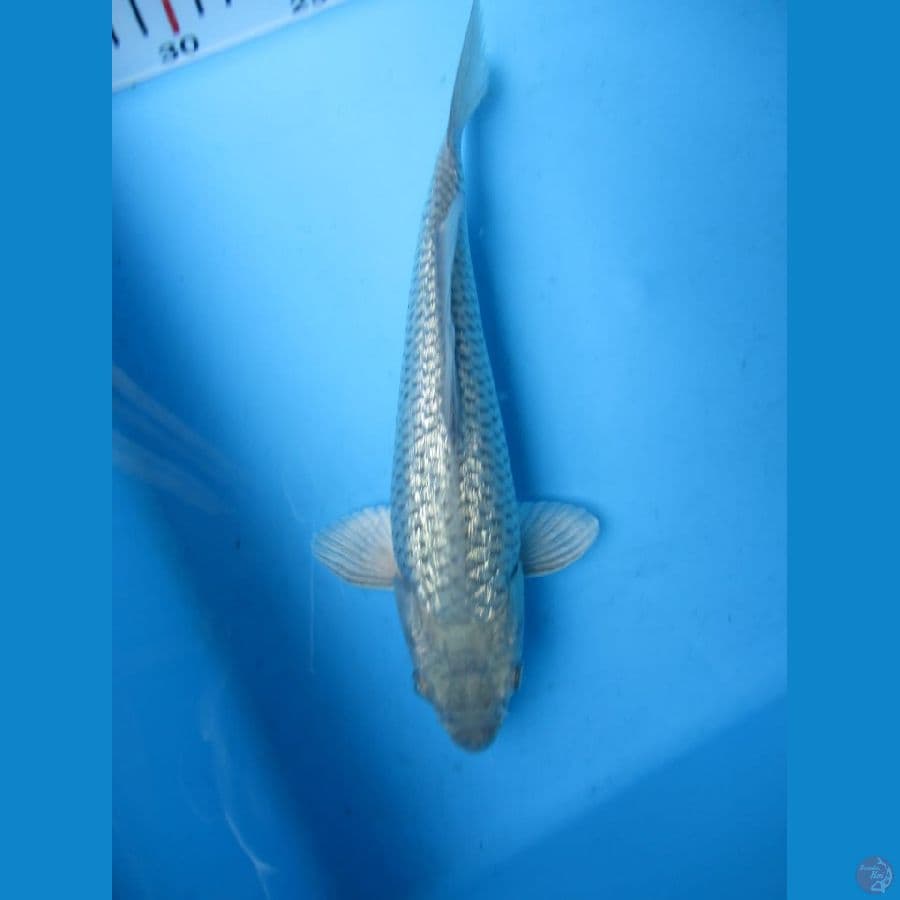 MKC KOI GRUB
