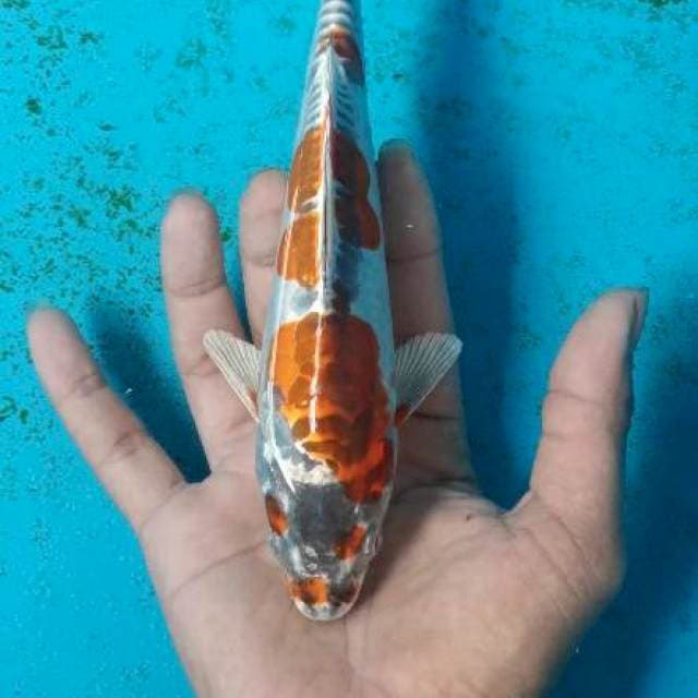 Kikokuryu SQ 18cm