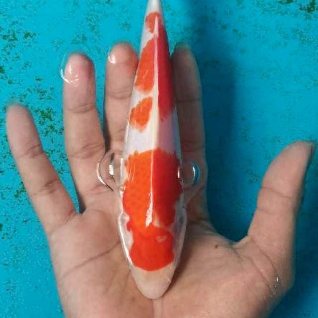 Kohaku SQ 18cm