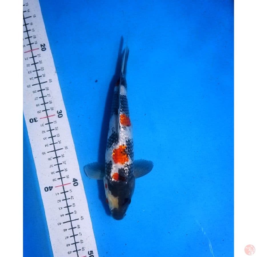 showa gindrin original 25cm