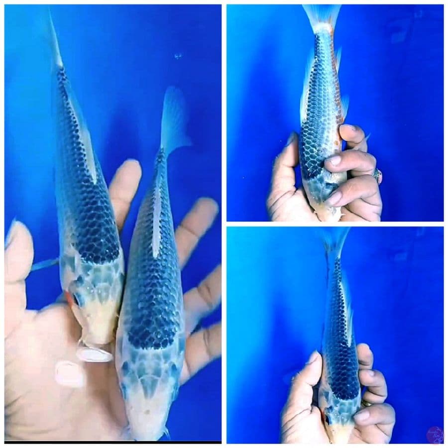 ASAGI BAHAN BANGUNAN