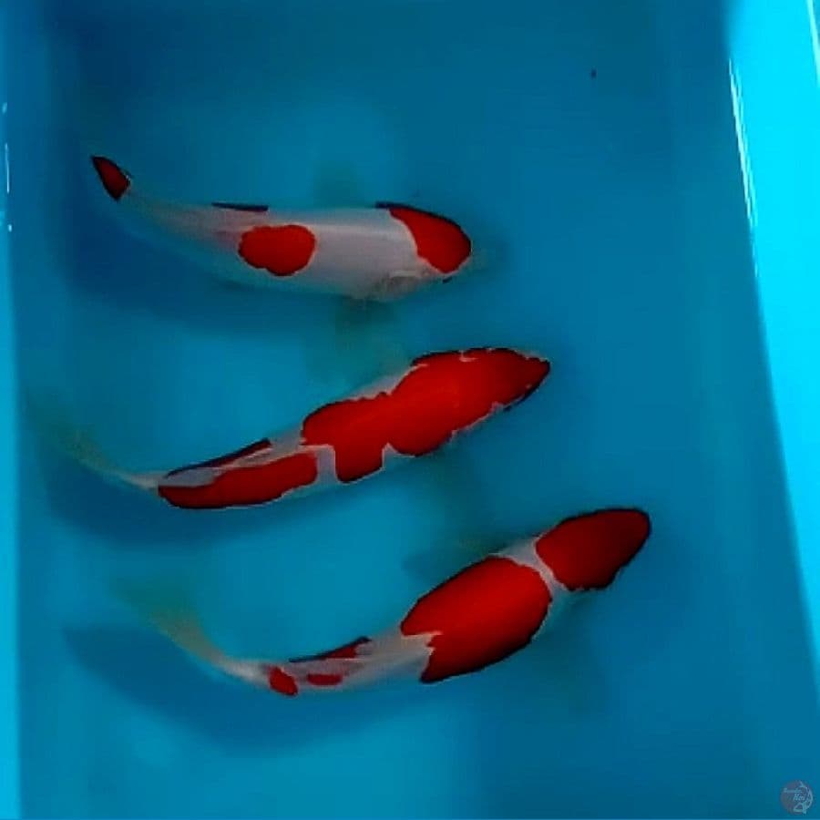 DOITSU MURNI KOHAKU