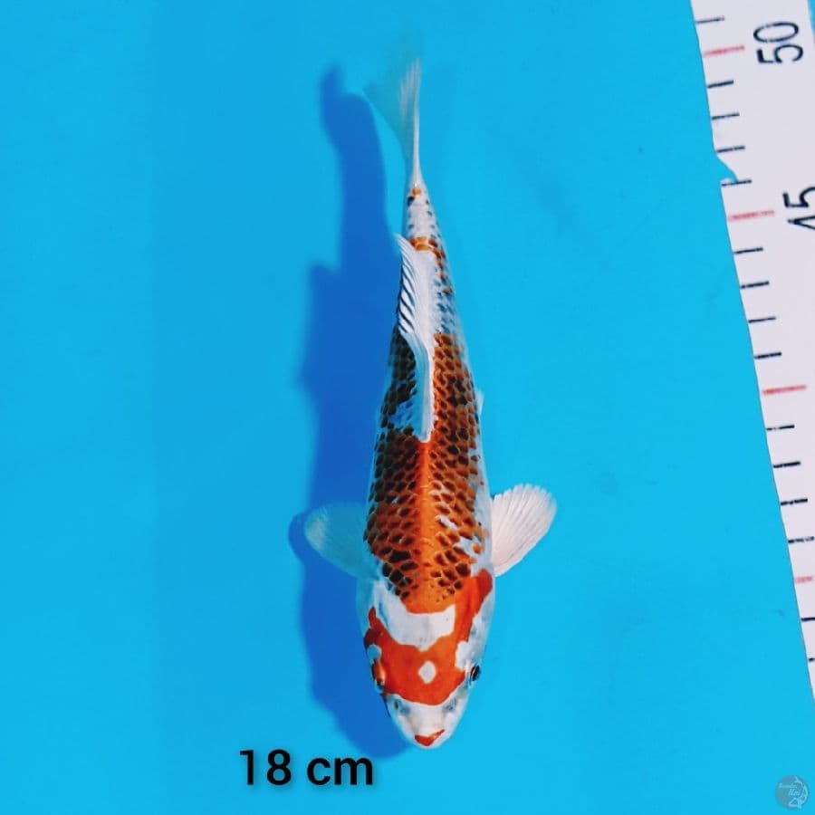 kujaku 18 cm