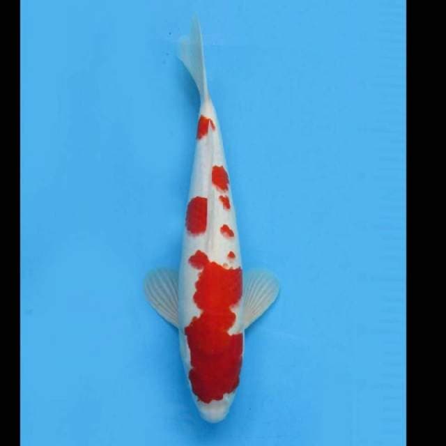 TMNK Jumbo Tosai - Red Kohaku Putih Salju