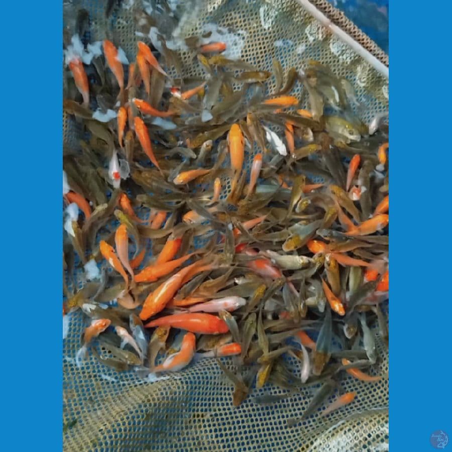 500ekor benih chagoi tembaga,ochiba kohaku 2_5cm