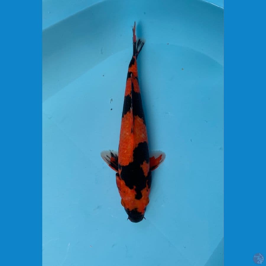 HI UTSURI HQ MALE 31CM
