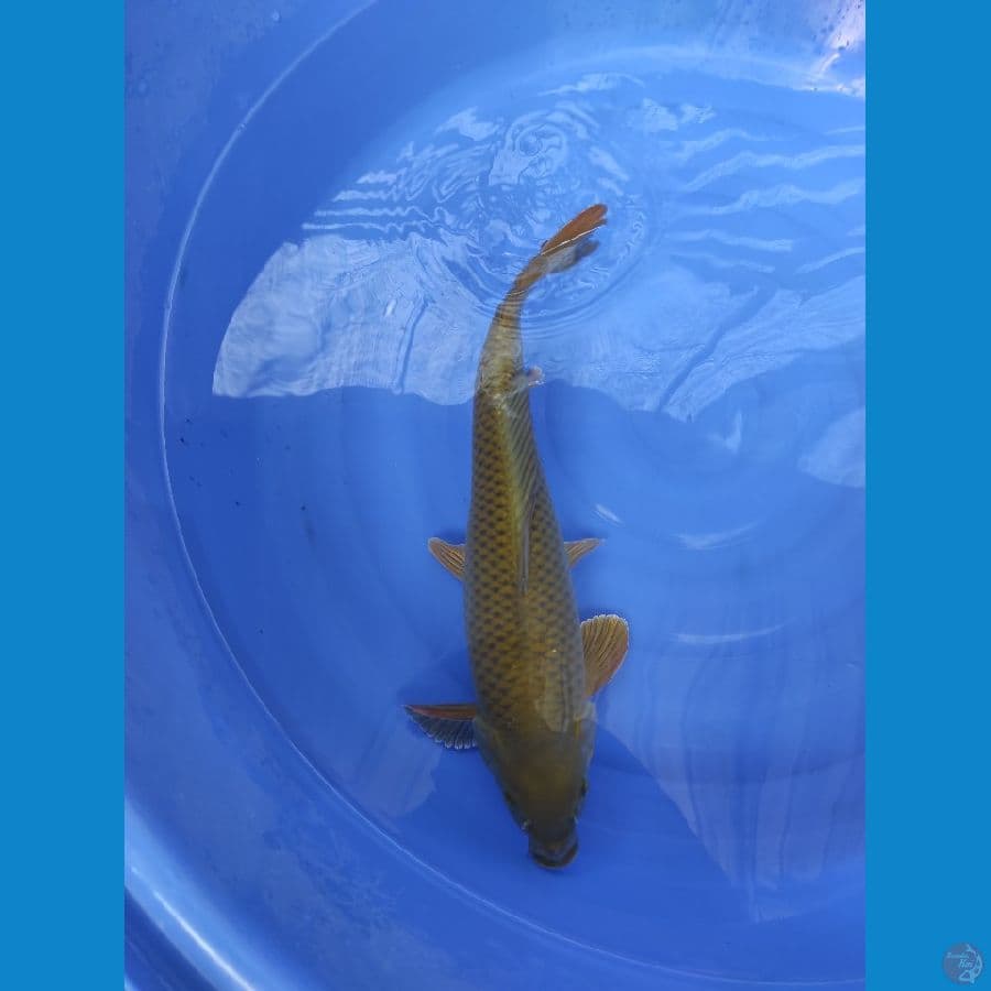 MUDORI KULIT SAWO RING RAPI TEBAL 47 cm