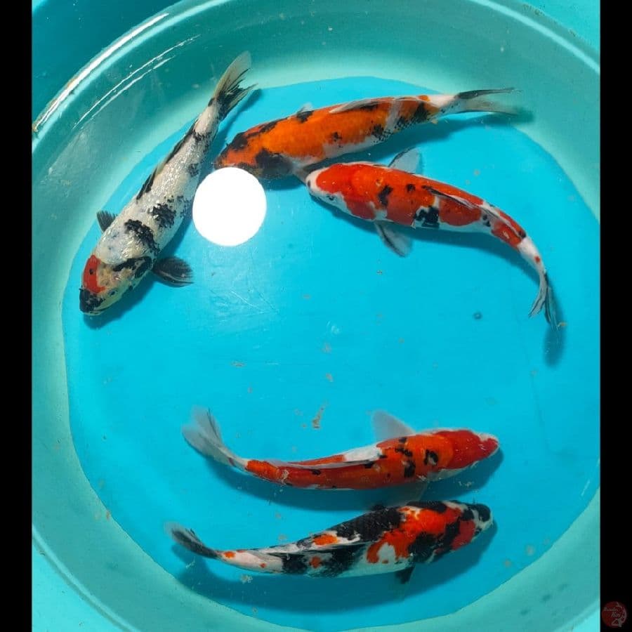 Paket Mix 27,28 CM