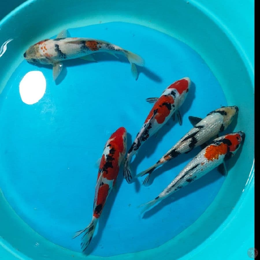 Peket MIX 23,25,27 CM