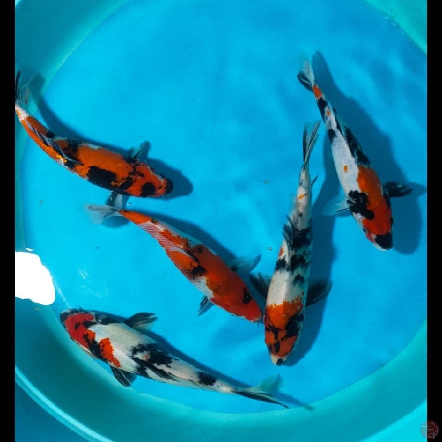 Paket MIX 23,24,25 CM