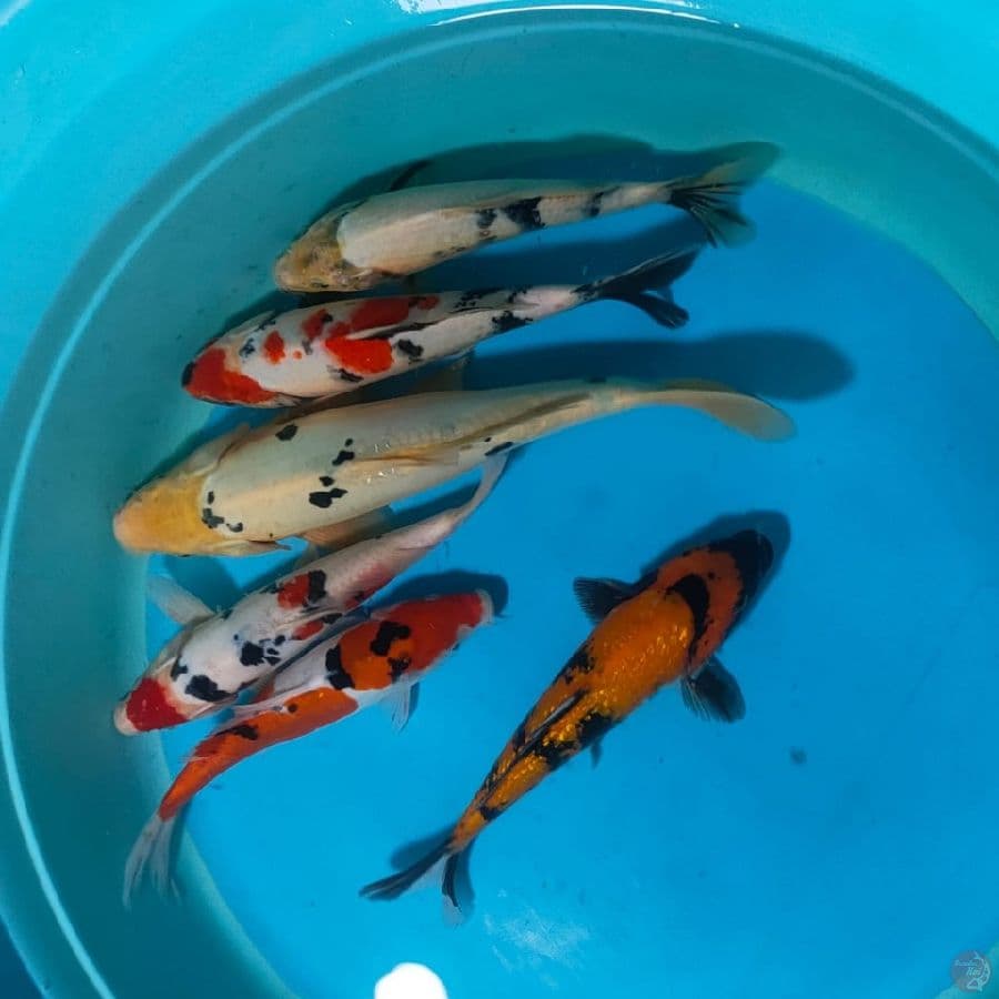 Paket MIX 24,25,27,35 CM