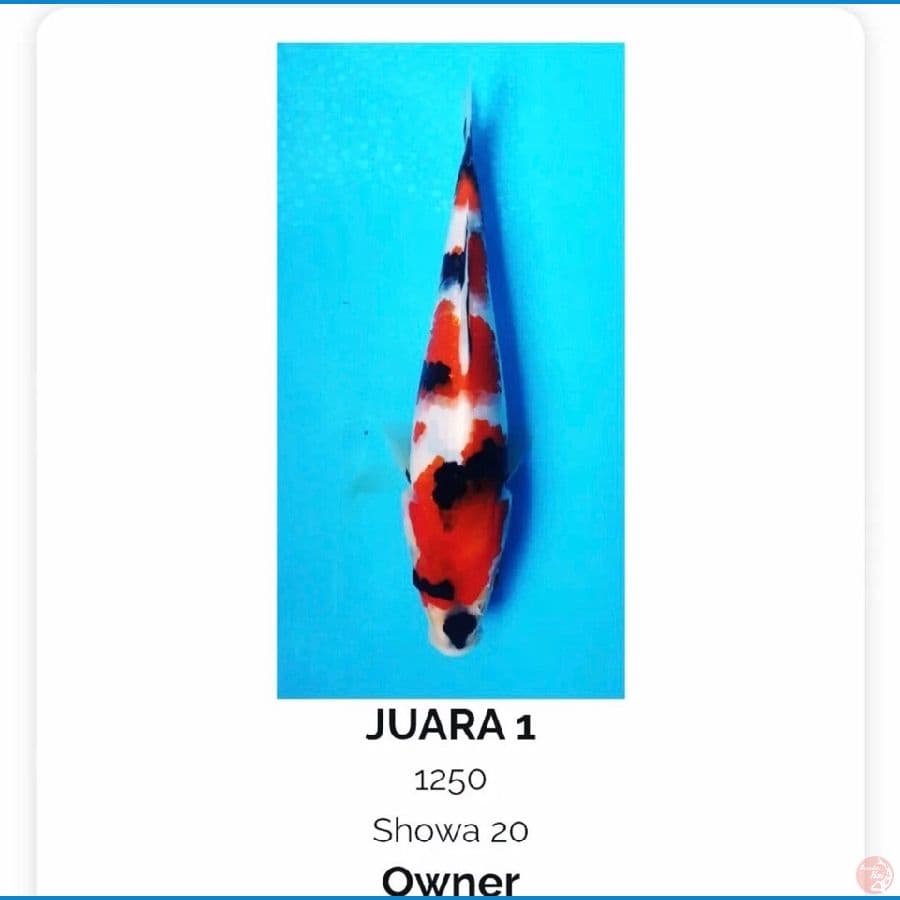 SHOWA 29cm berprestasi 1st