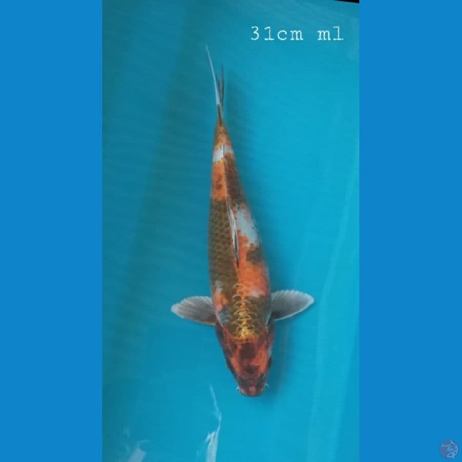 kin showa 31cm/ml
