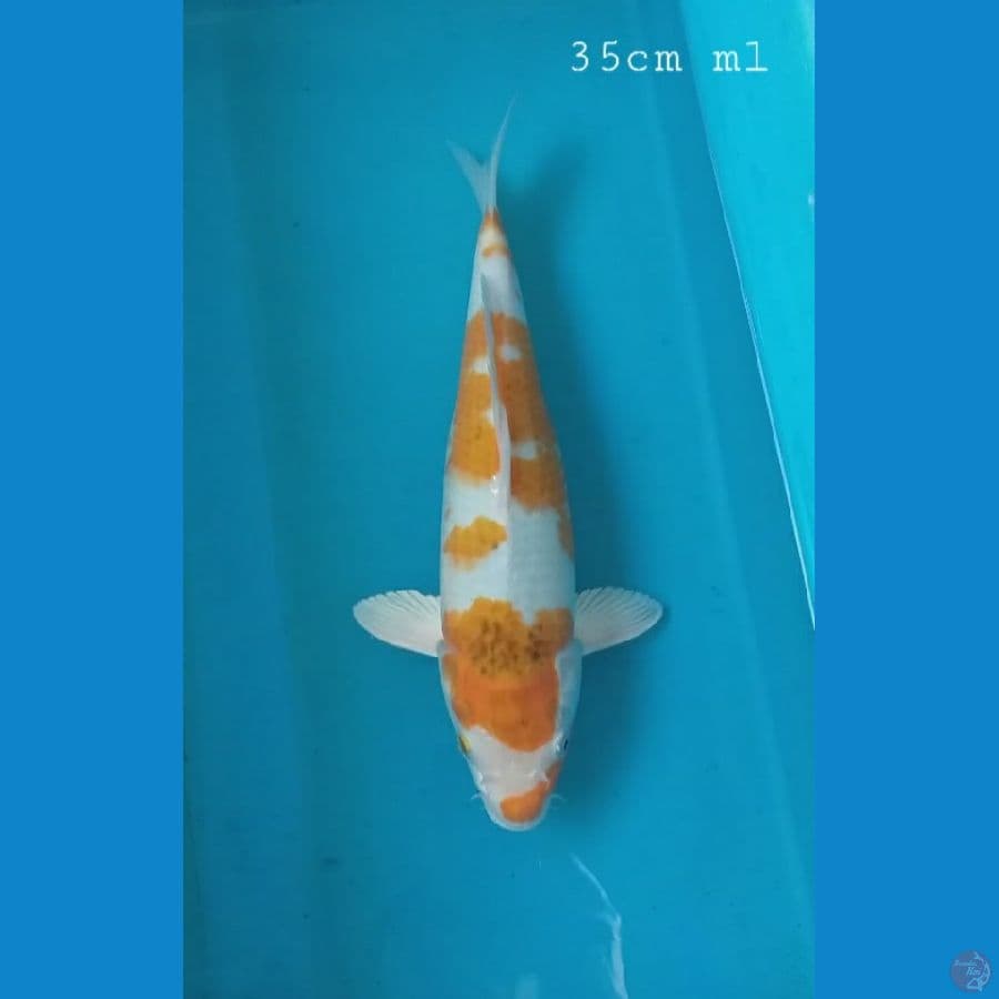 kijiro 35cm/ml