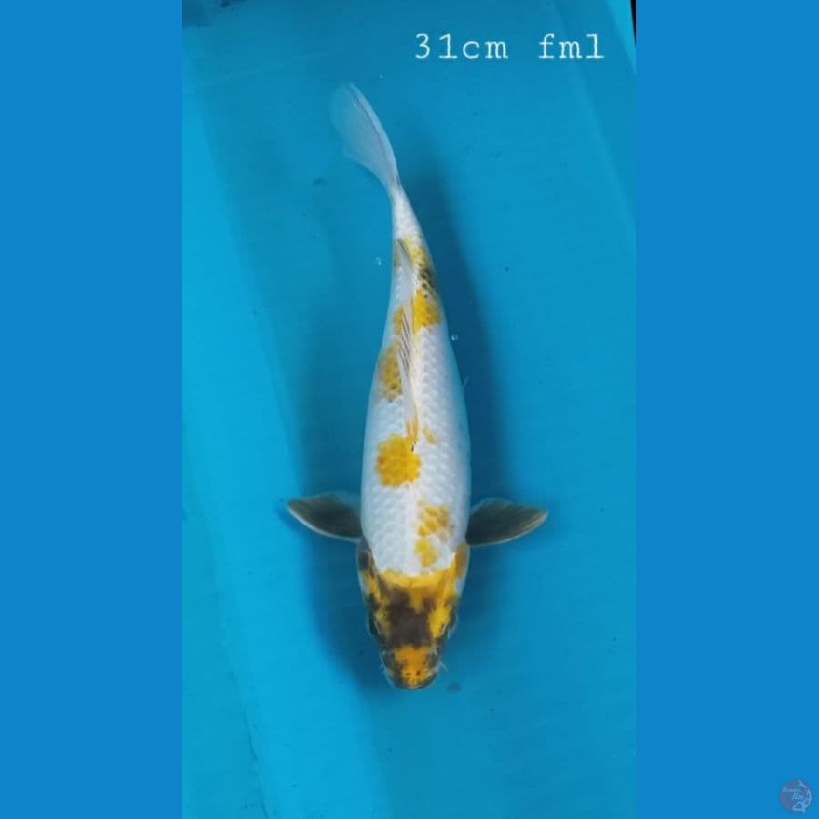 kin ki showa 31cm/fml