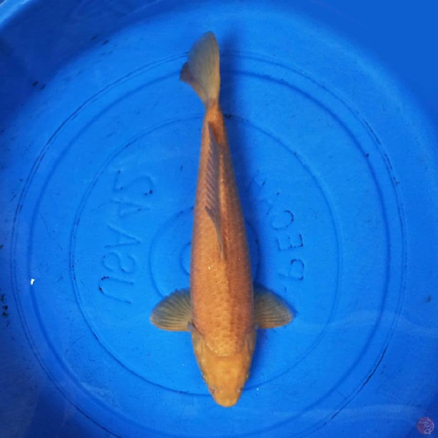 karashi 38cm