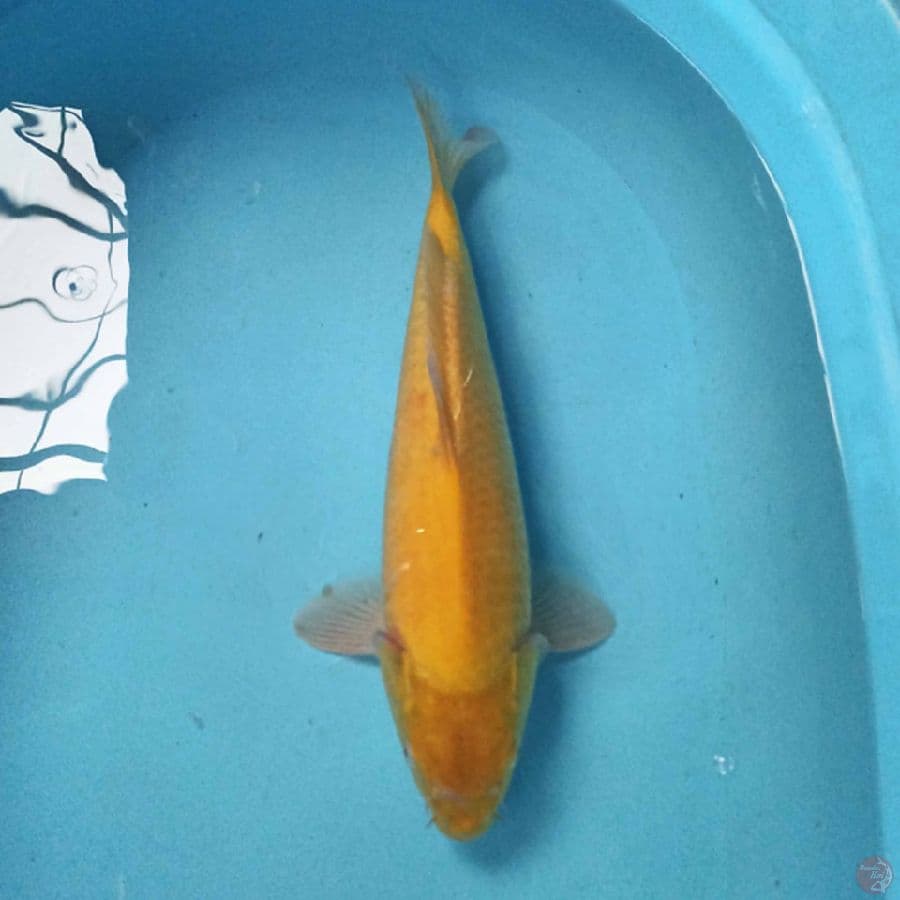 Karashi 35cm