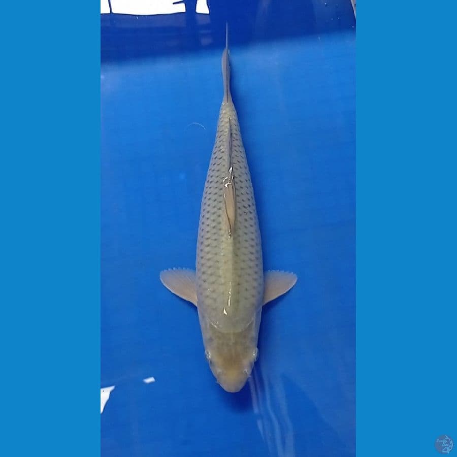 soragoi male 33 cm
